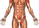 Anatomic.Us