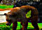 Animal Hunter 3D