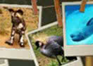 Animals at Risk