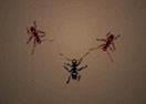 Ant Arena