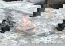 ATV Trials Winter