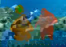 Bear Sea Adventure 2