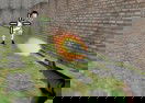 Bullet Fire