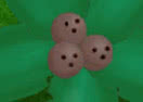Coconudge