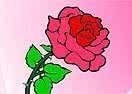 Colorir a Rosa