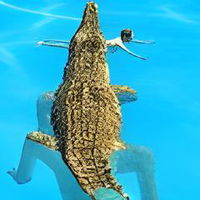 Crocodile Simulator: Beach Hunt