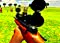 Deer Sniper 2014