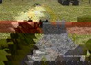 Defense of the Base