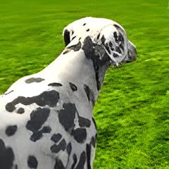 DOG SIMULATOR 3D - Jogue Grátis Online!