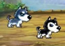 Dogs Love Adventure