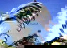 Ecco The Dolphin