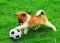 Jogos de Futebol com Animais