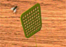 flies