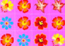 Flower Frenzy