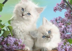 Funny Kitty Puzzle