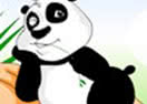 Giant Panda