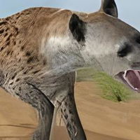 Hyena Simulator 3D