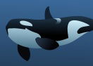 Killer Whale Game
