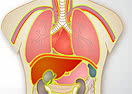 Organ Transplant 2