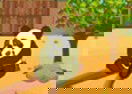 Panda Escape 2