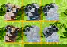 Puppy Dog Pals: Tic-Tac-Toe
