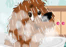 Puppy Perfect Makeover