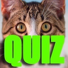 Jogo Quiz: Qual animal eu seria? no Jogos 360