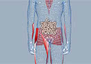 Science Interactive Body