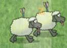 Sheep Reaction