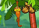 Spider Monkey