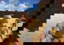 Survival Arena