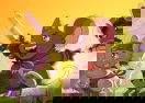 Transformice Adventures